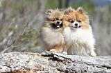 SPITZ ALLEMAND 320